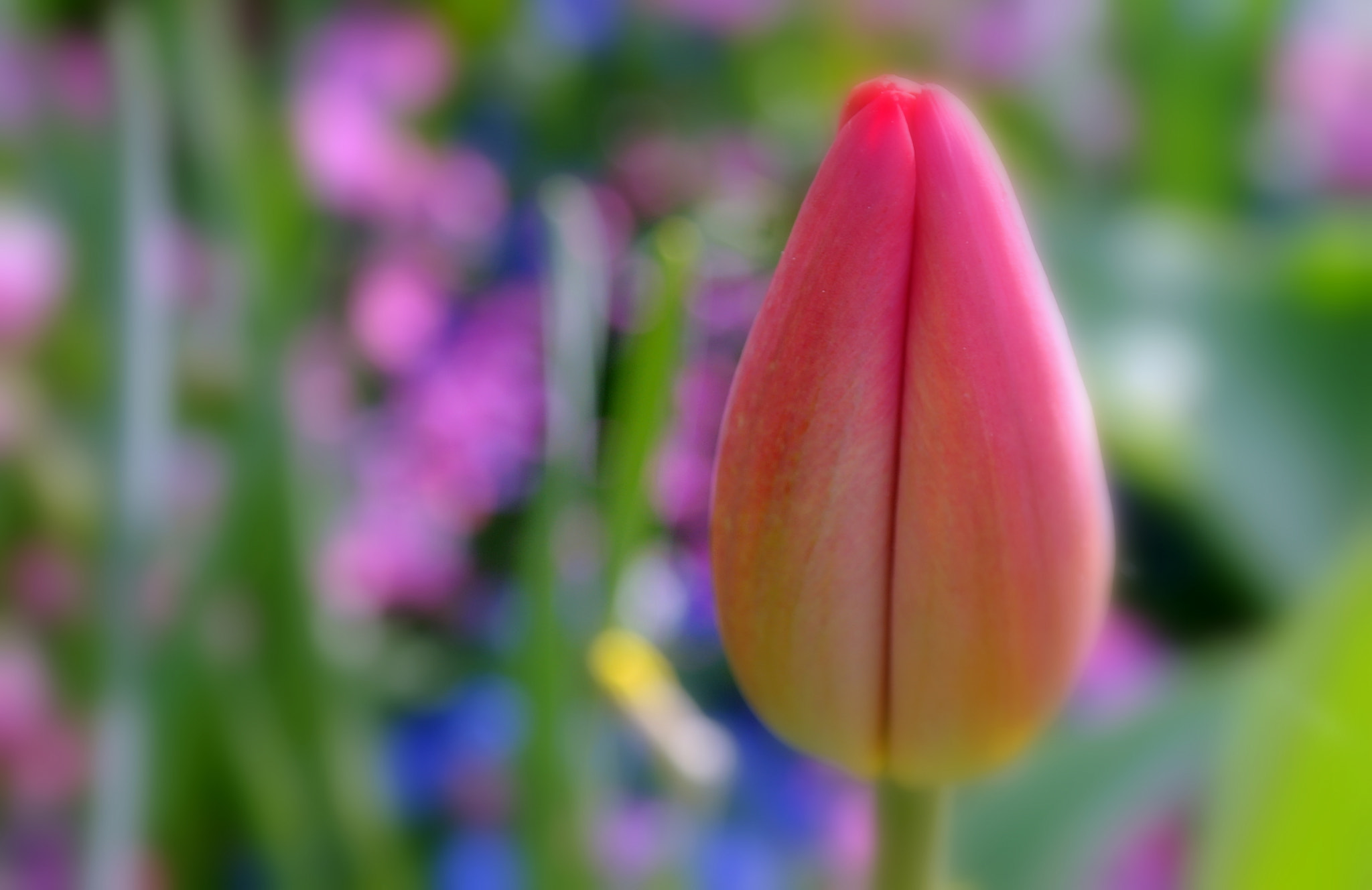 Samsung NX10 sample photo. Tulpe photography