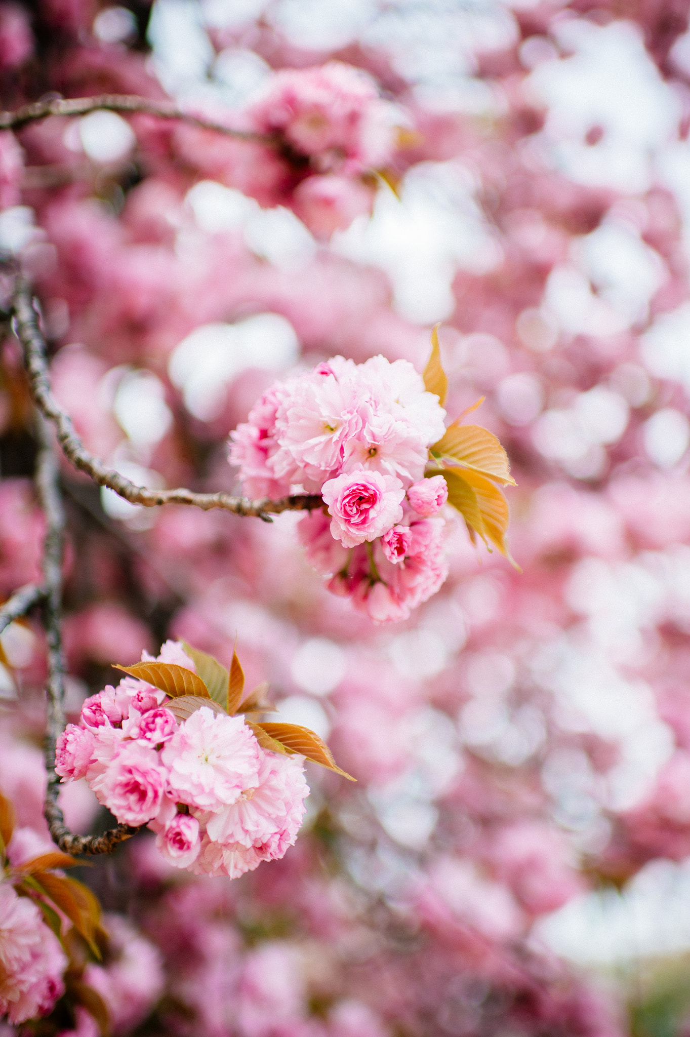 Nikon Df sample photo. Sakura cherry blossom in tokyo photography