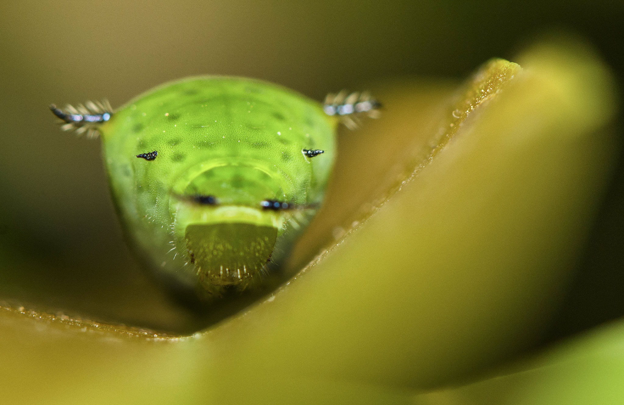 Nikon AF-S Micro-Nikkor 105mm F2.8G IF-ED VR sample photo. Mush photography