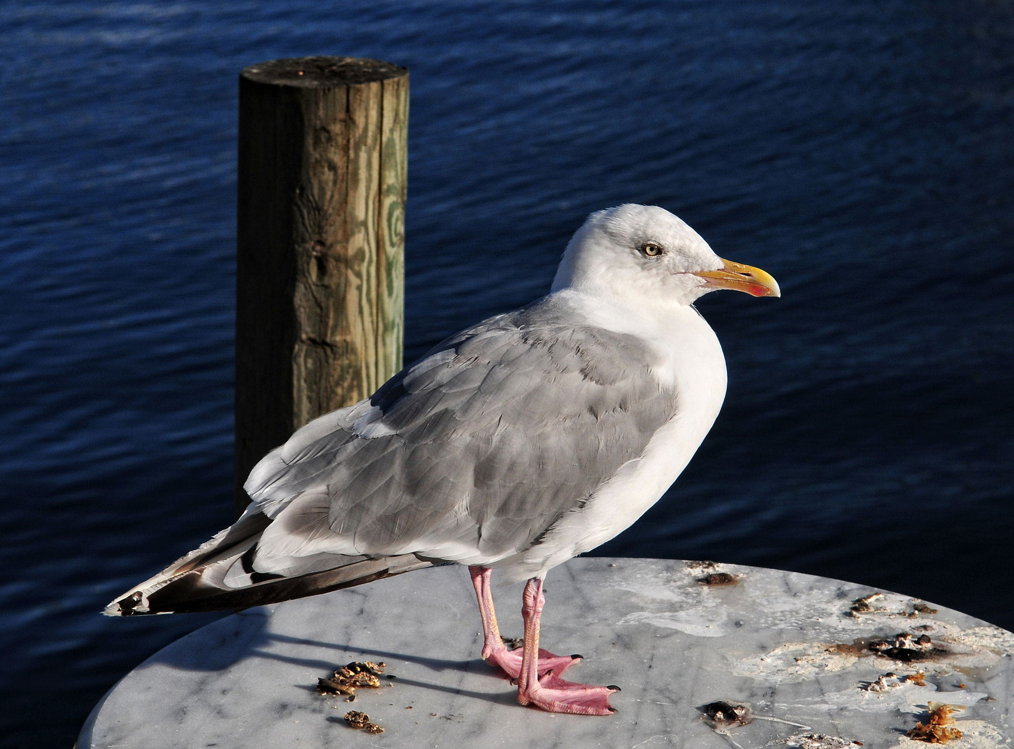 Nikon D300 sample photo. The seagull photography