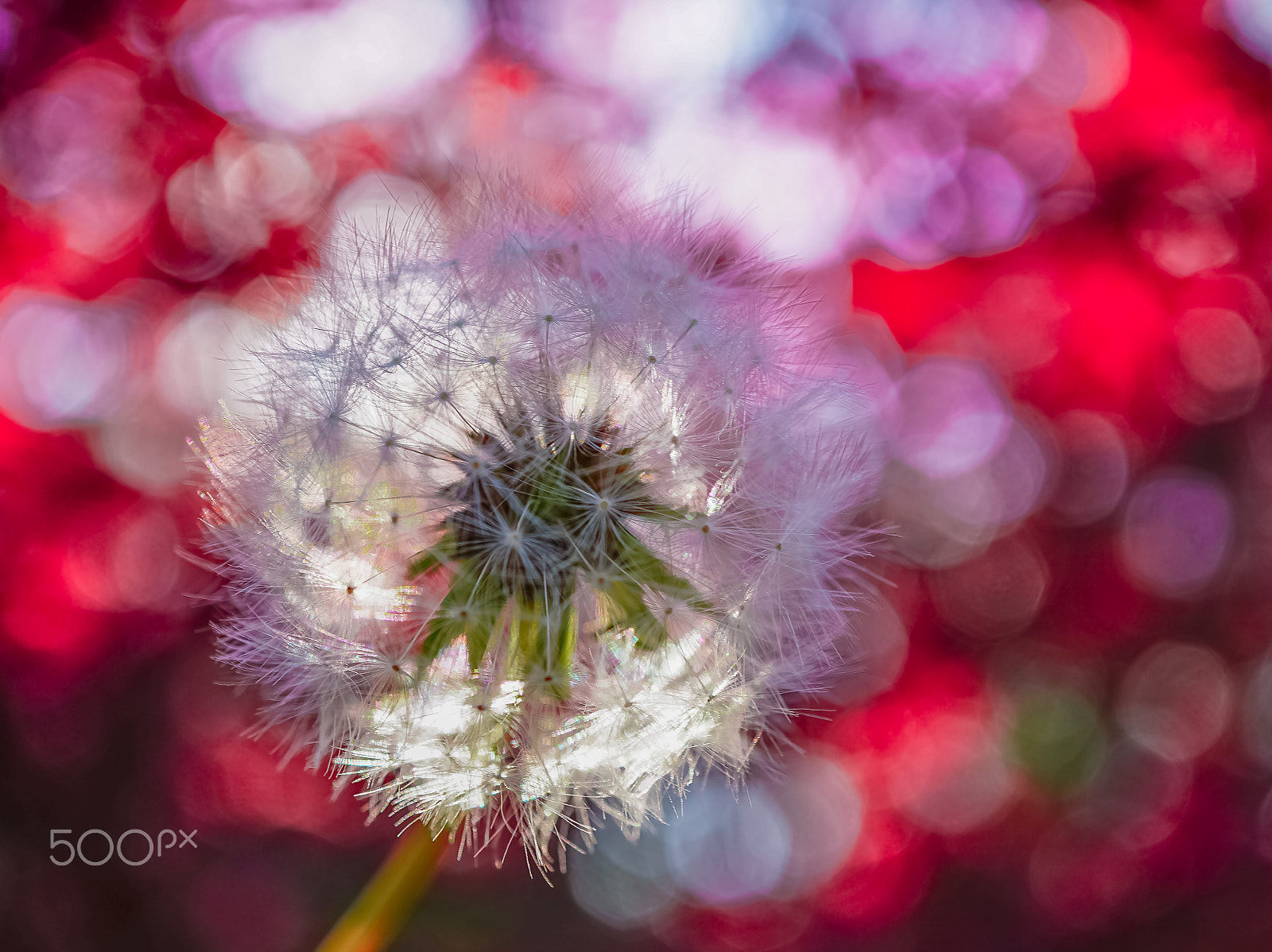 Sony E 30mm F3.5 Macro sample photo. Dandelion puffball under red leaves photography