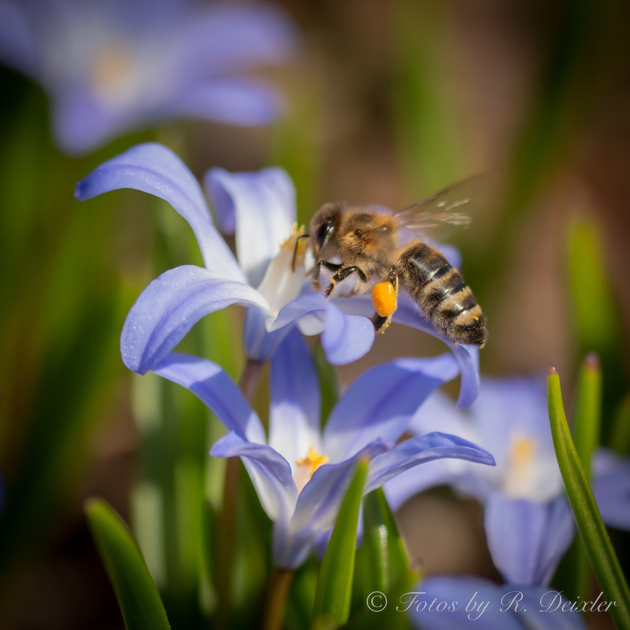 Sigma 150mm f/2.8 EX DG OS HSM APO Macro sample photo. Honigbiene 21 photography