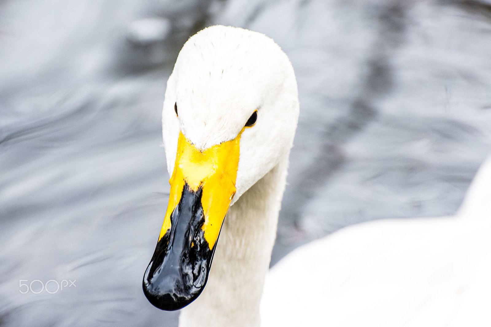 Nikon D7200 sample photo. Look photography
