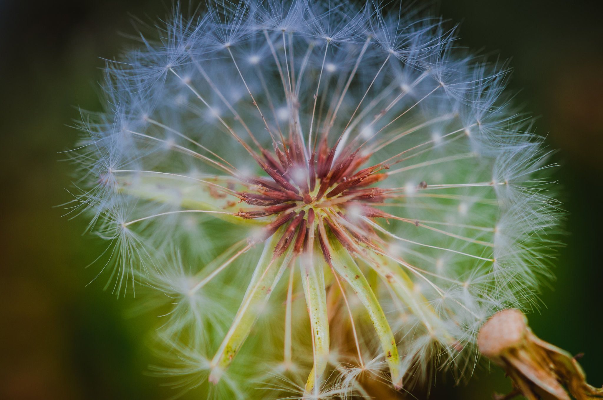 Sigma 105mm F2.8 EX DG OS HSM sample photo. Dsc photography