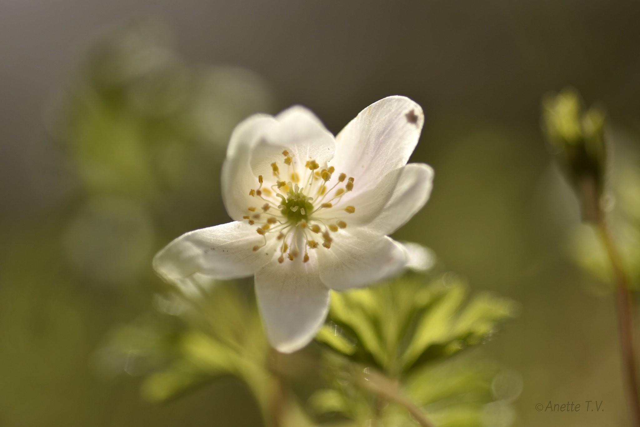 Nikon AF-S Micro-Nikkor 105mm F2.8G IF-ED VR sample photo. Backlight.. photography