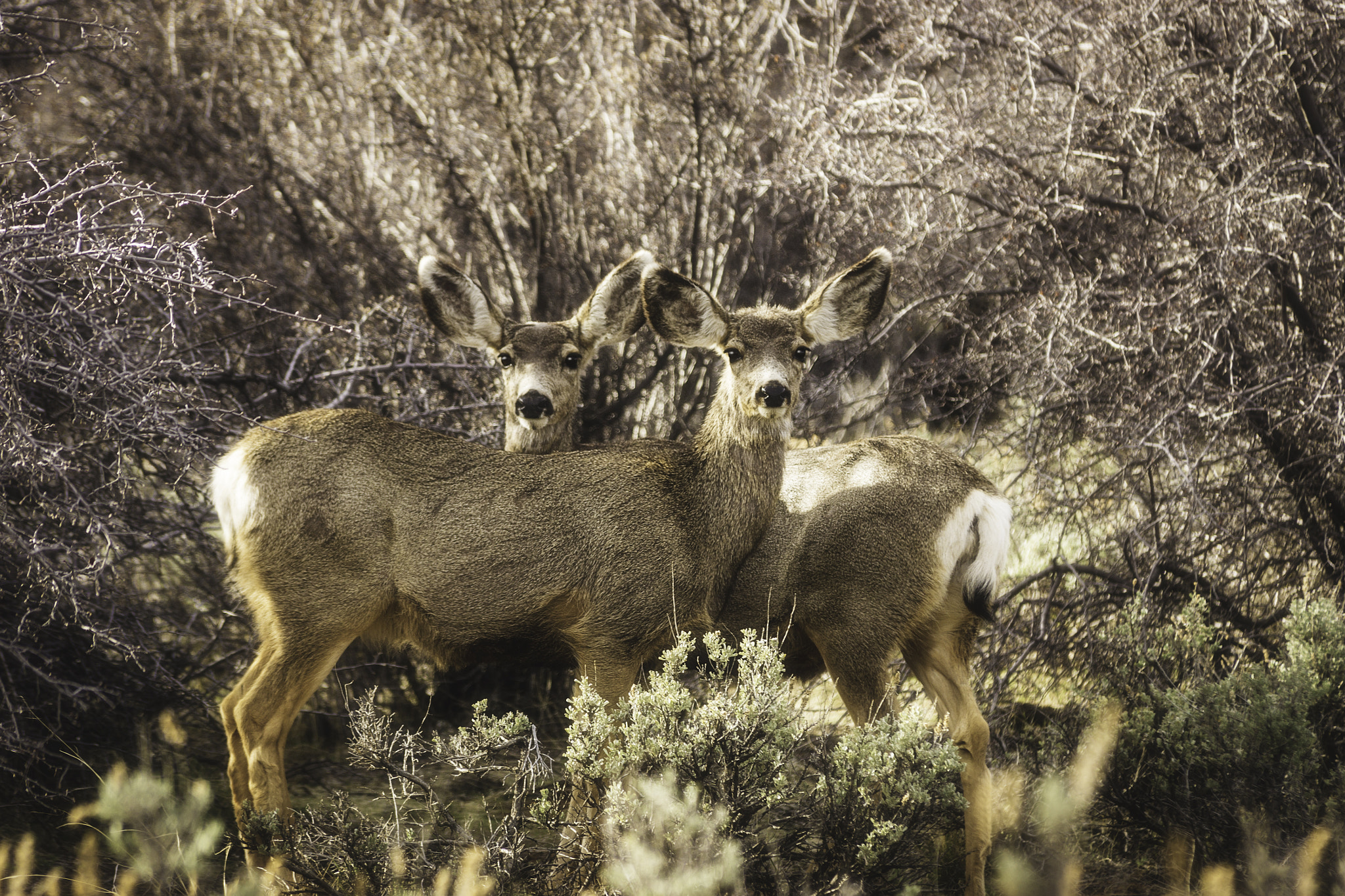 Sony SLT-A77 sample photo. Zion national park xxix photography