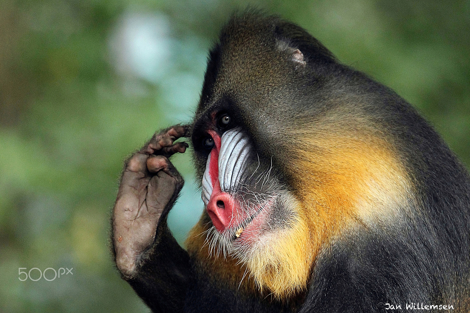 Canon EOS-1D Mark IV sample photo. Mandrill photography