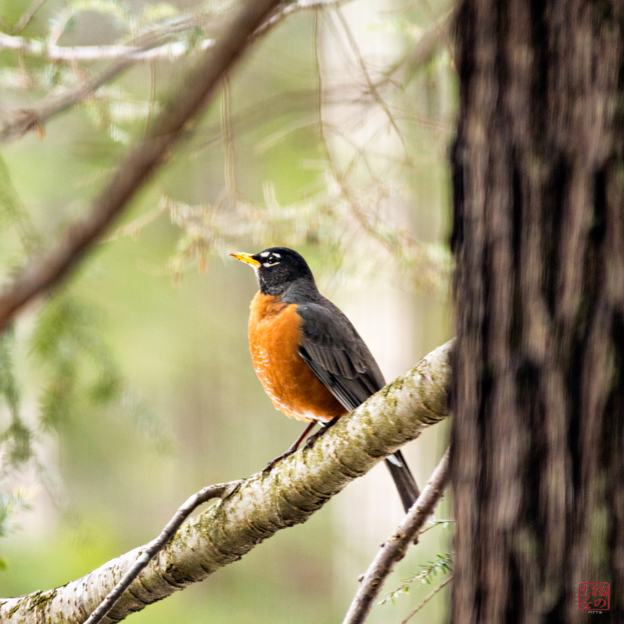 Nikon D800 sample photo. It's not spring without a robin photography