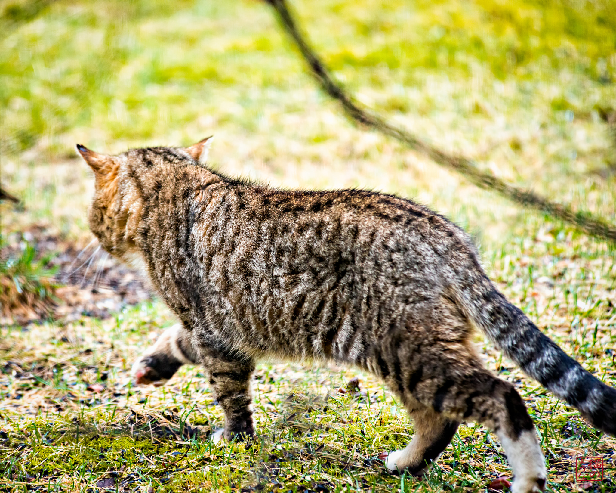 Nikon D800 sample photo. Passing through photography