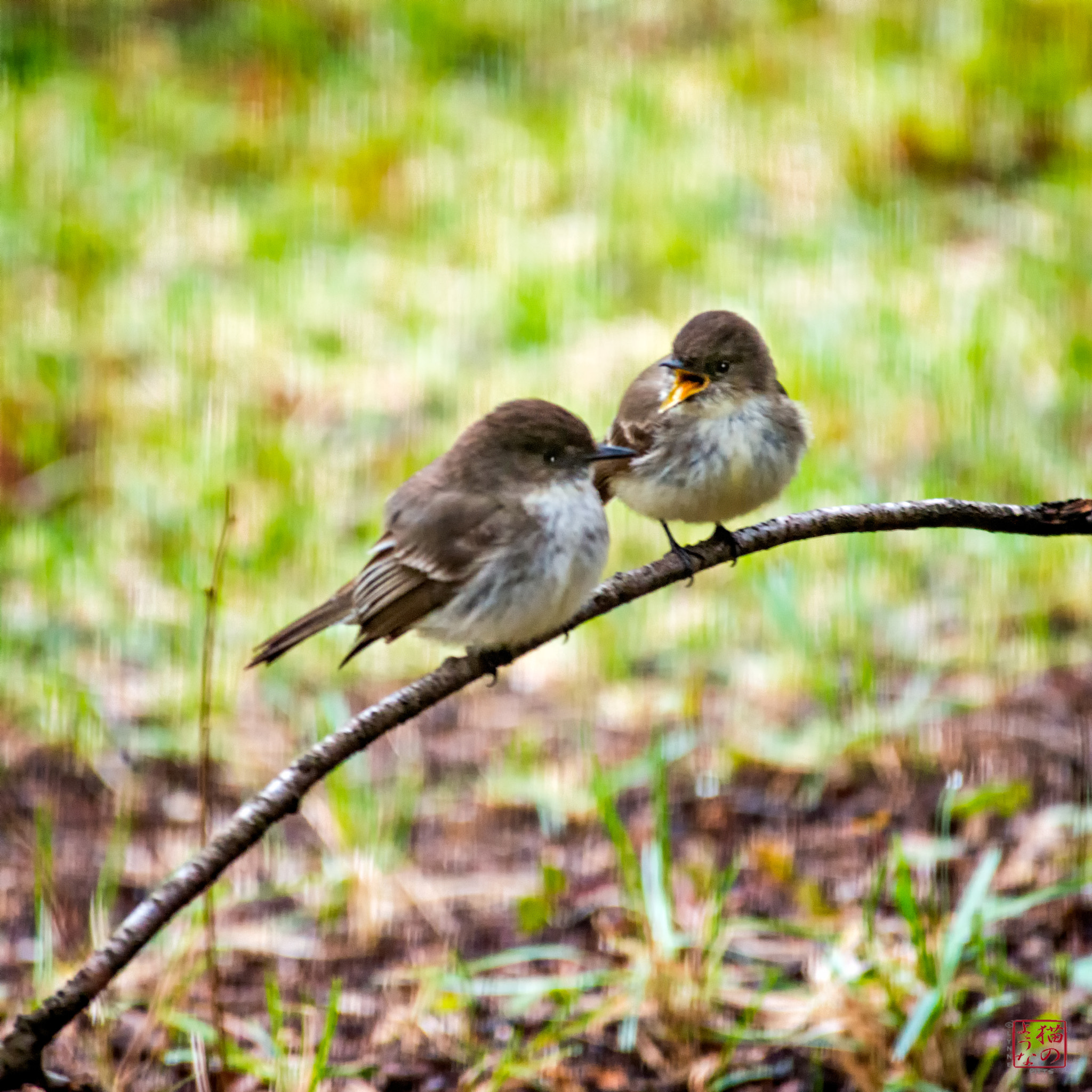Nikon D800 sample photo. Talk is cheep photography