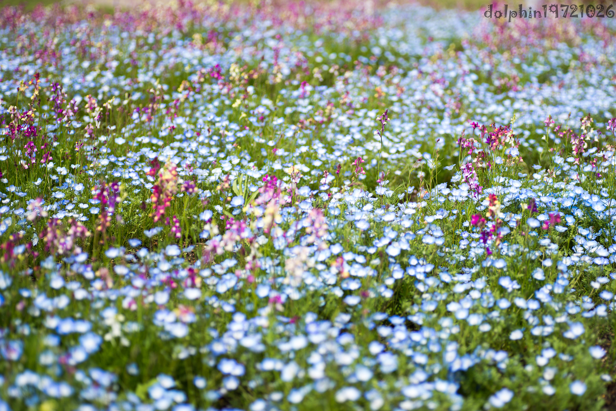 Nikon D600 sample photo. Shangri‐la photography