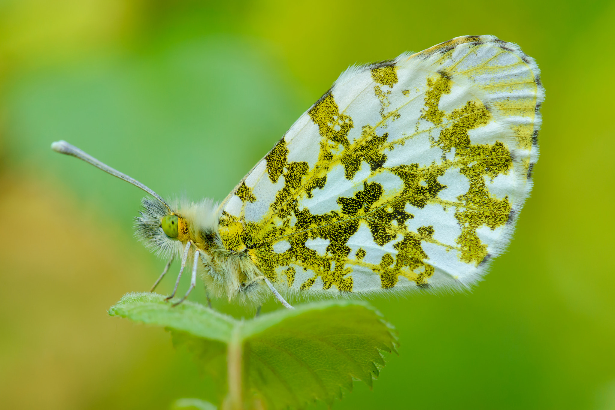 Nikon AF-S Micro-Nikkor 105mm F2.8G IF-ED VR sample photo. Orange-tip photography