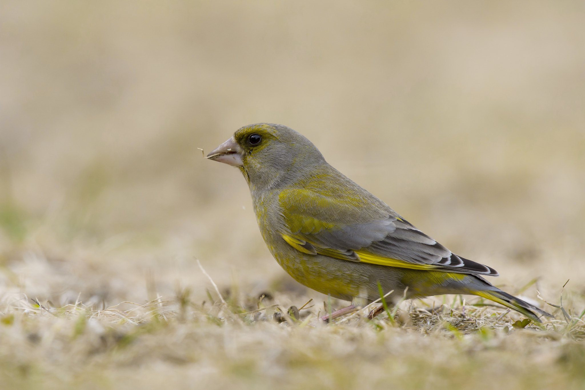 Nikon AF-S Nikkor 200-500mm F5.6E ED VR sample photo. Greenfinch photography
