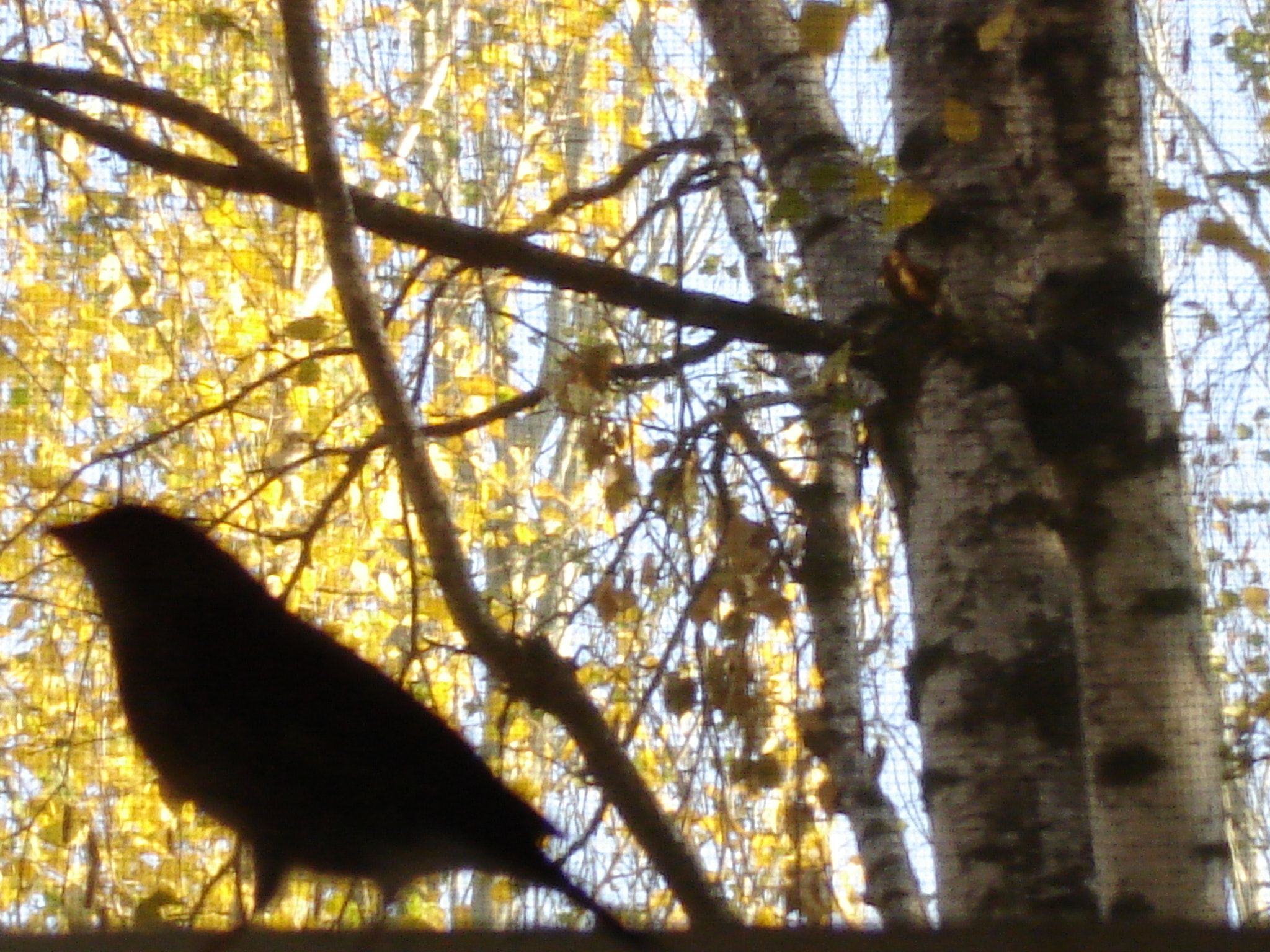 Sony DSC-S90 sample photo. Autumn shadow of charduelis chloris photography