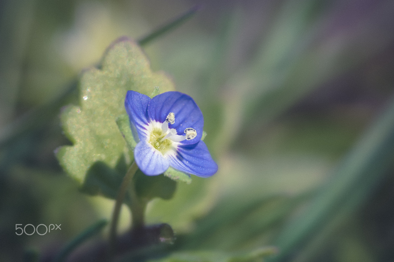 Pentax KP + Pentax smc D-FA 100mm F2.8 macro sample photo. Tiny photography