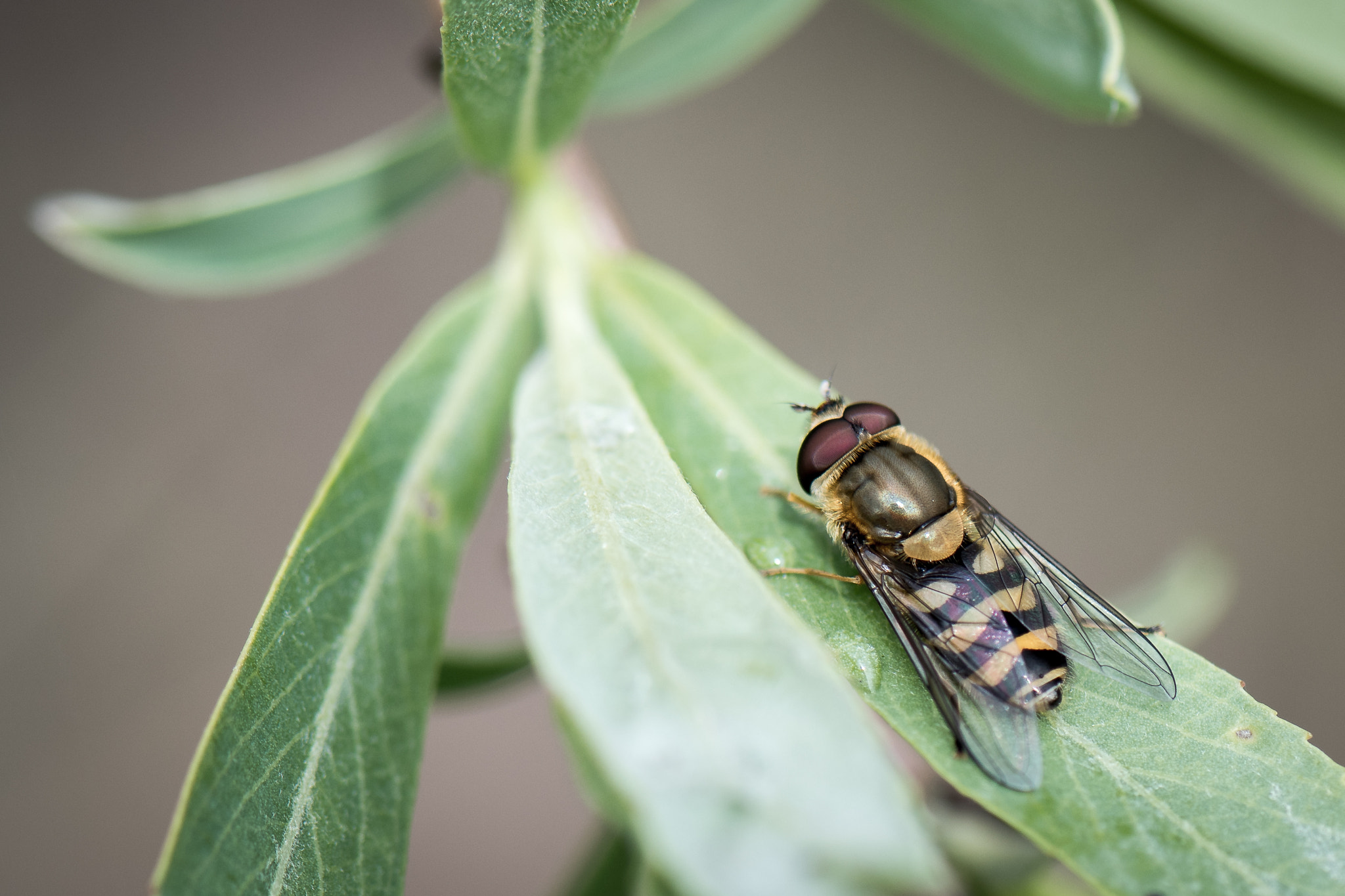 Nikon AF-S Micro-Nikkor 105mm F2.8G IF-ED VR sample photo. Nach dem regen photography