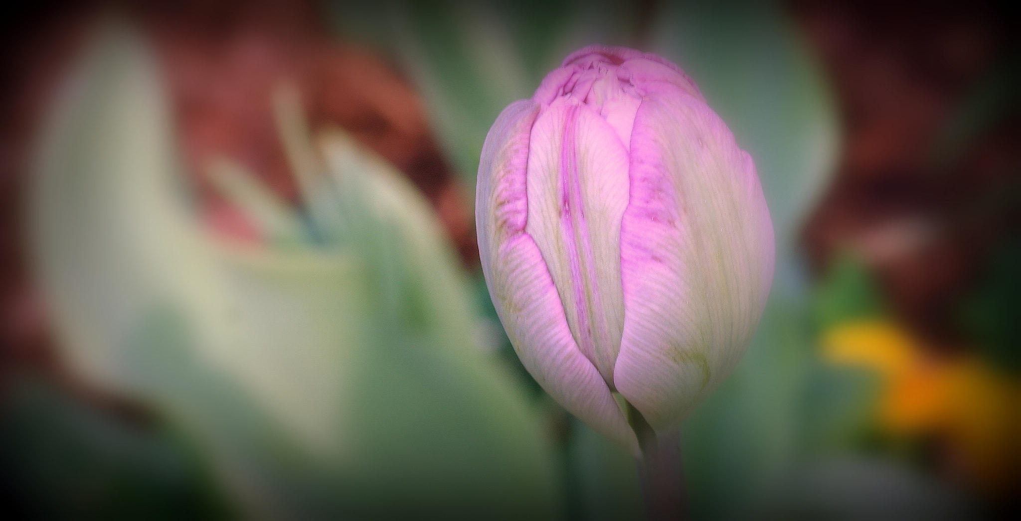 Samsung NX10 sample photo. "geschlossene tulpe" photography