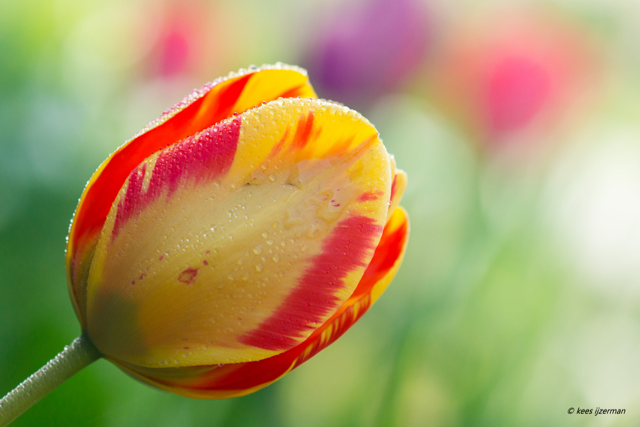 Sony SLT-A77 sample photo. Tulip. photography