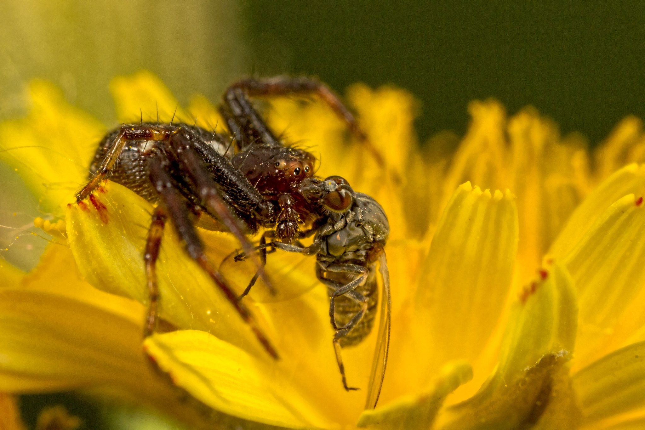 Canon EOS 7D + Canon MP-E 65mm F2.5 1-5x Macro Photo sample photo. Spider photography