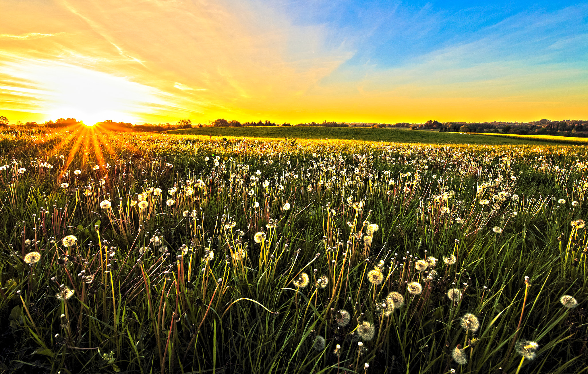Canon EOS 6D sample photo. Sunrise on a dandelion field... photography