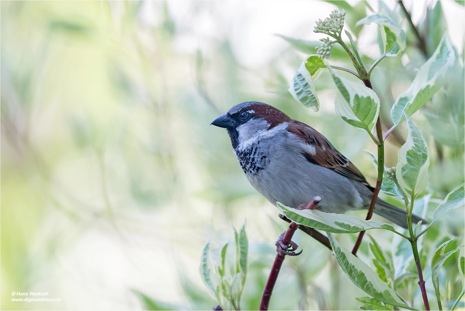 Nikon AF-S Nikkor 300mm F2.8G ED-IF VR sample photo. Haussperling oder einfach spatz photography