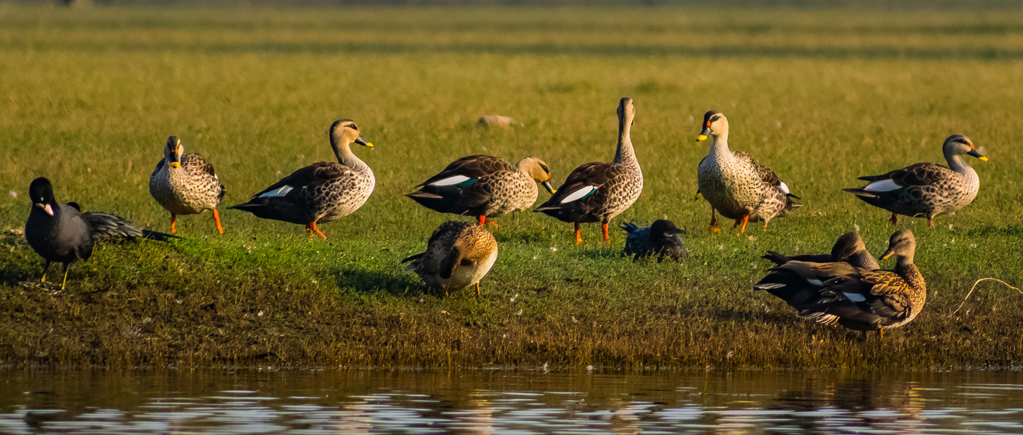 Nikon D3400 + Sigma 70-300mm F4-5.6 DG OS sample photo. Birds warming in sunrays photography