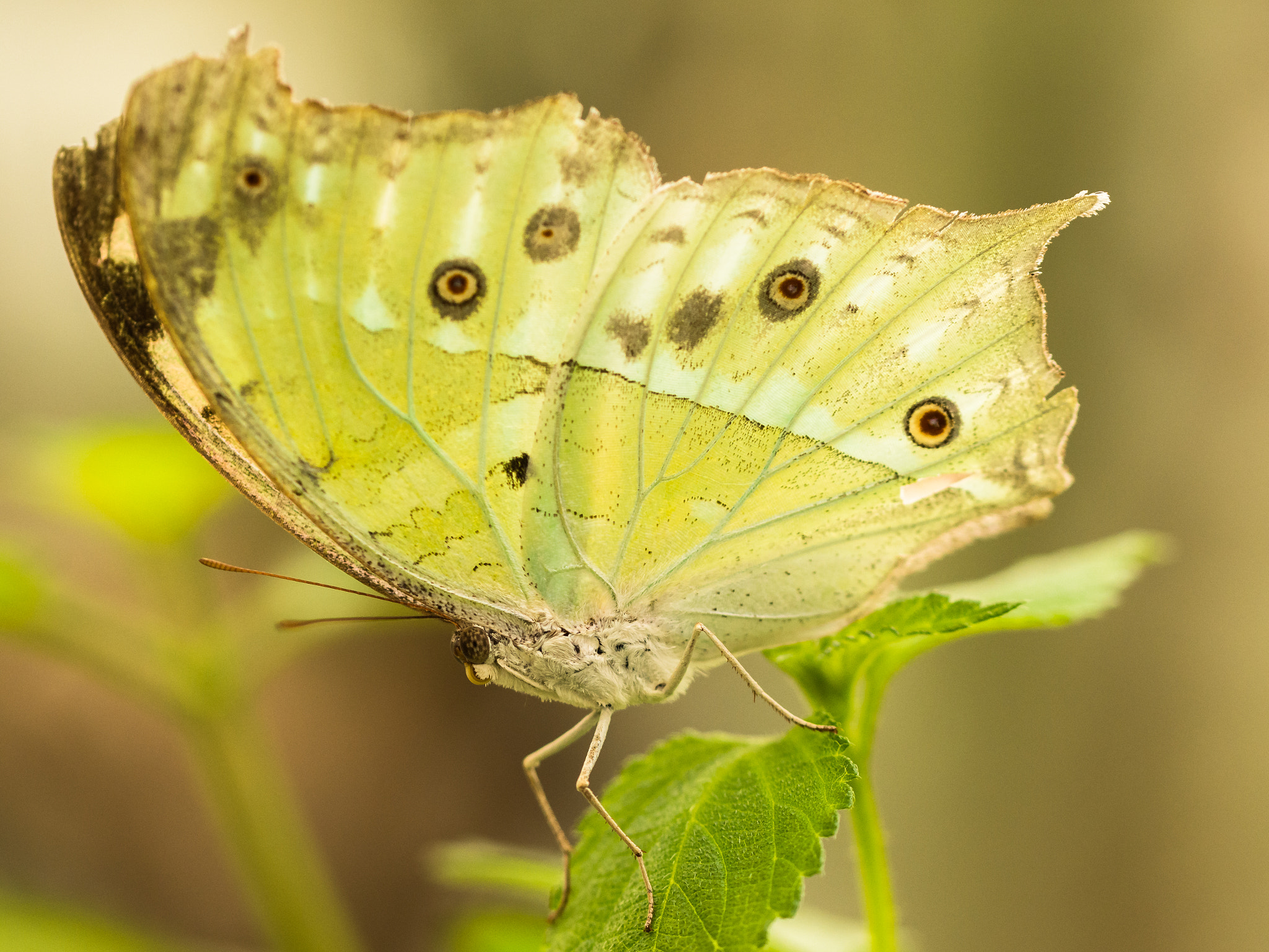 Sigma 105mm F2.8 EX DG OS HSM sample photo. Mother of pearl photography