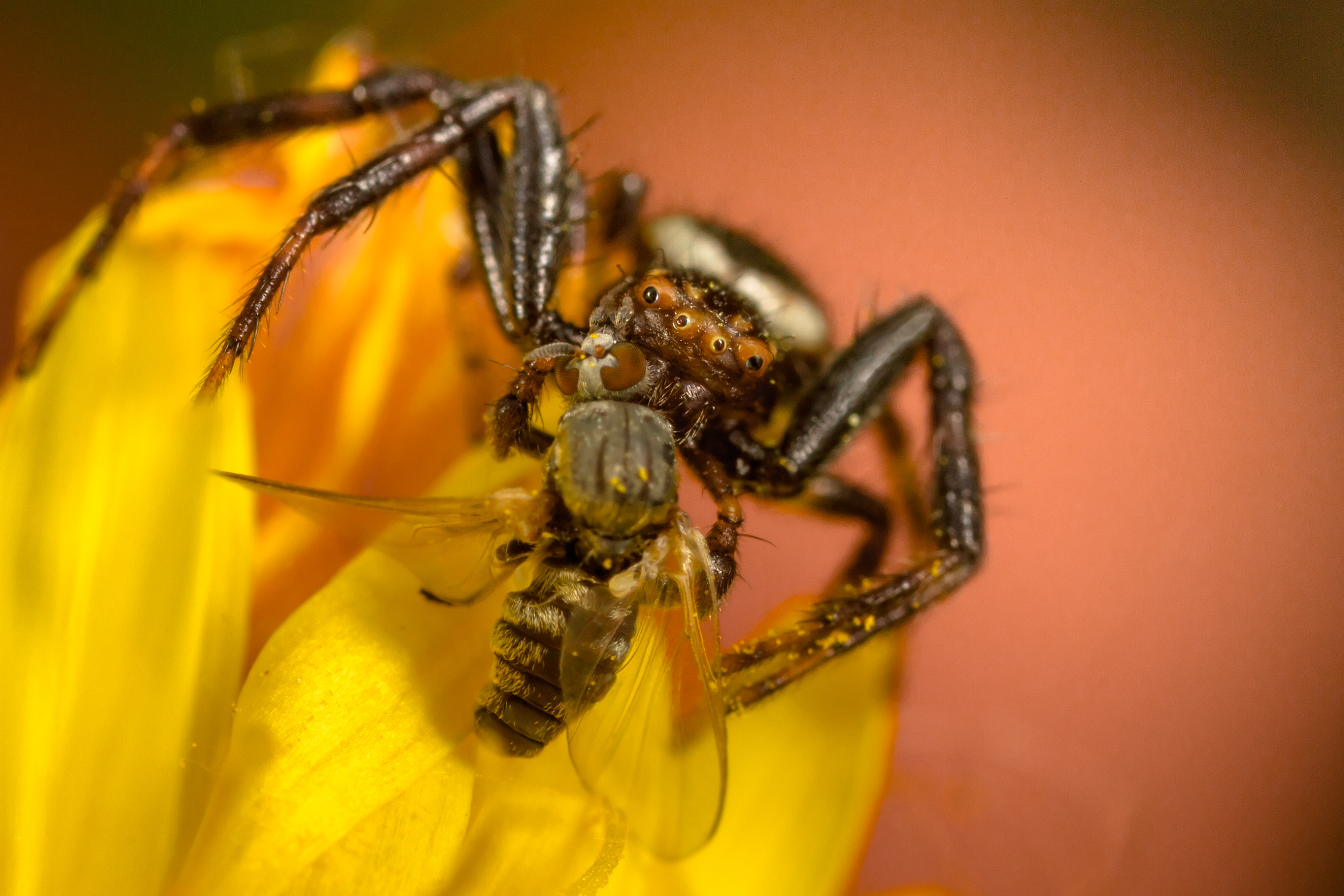 Canon EOS 7D + Canon MP-E 65mm F2.5 1-5x Macro Photo sample photo. Spider photography