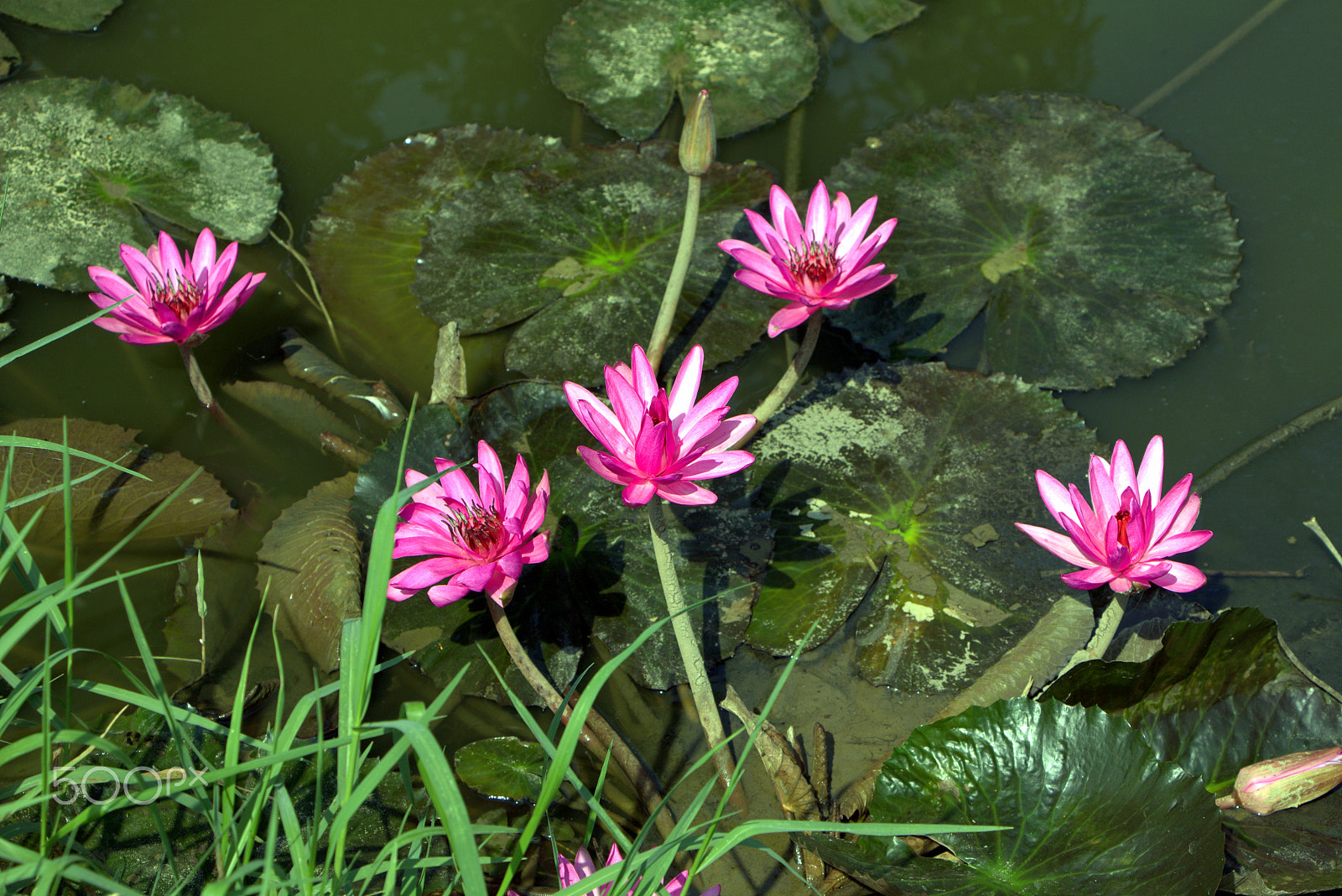 Canon EOS 700D (EOS Rebel T5i / EOS Kiss X7i) sample photo. Flowers photography