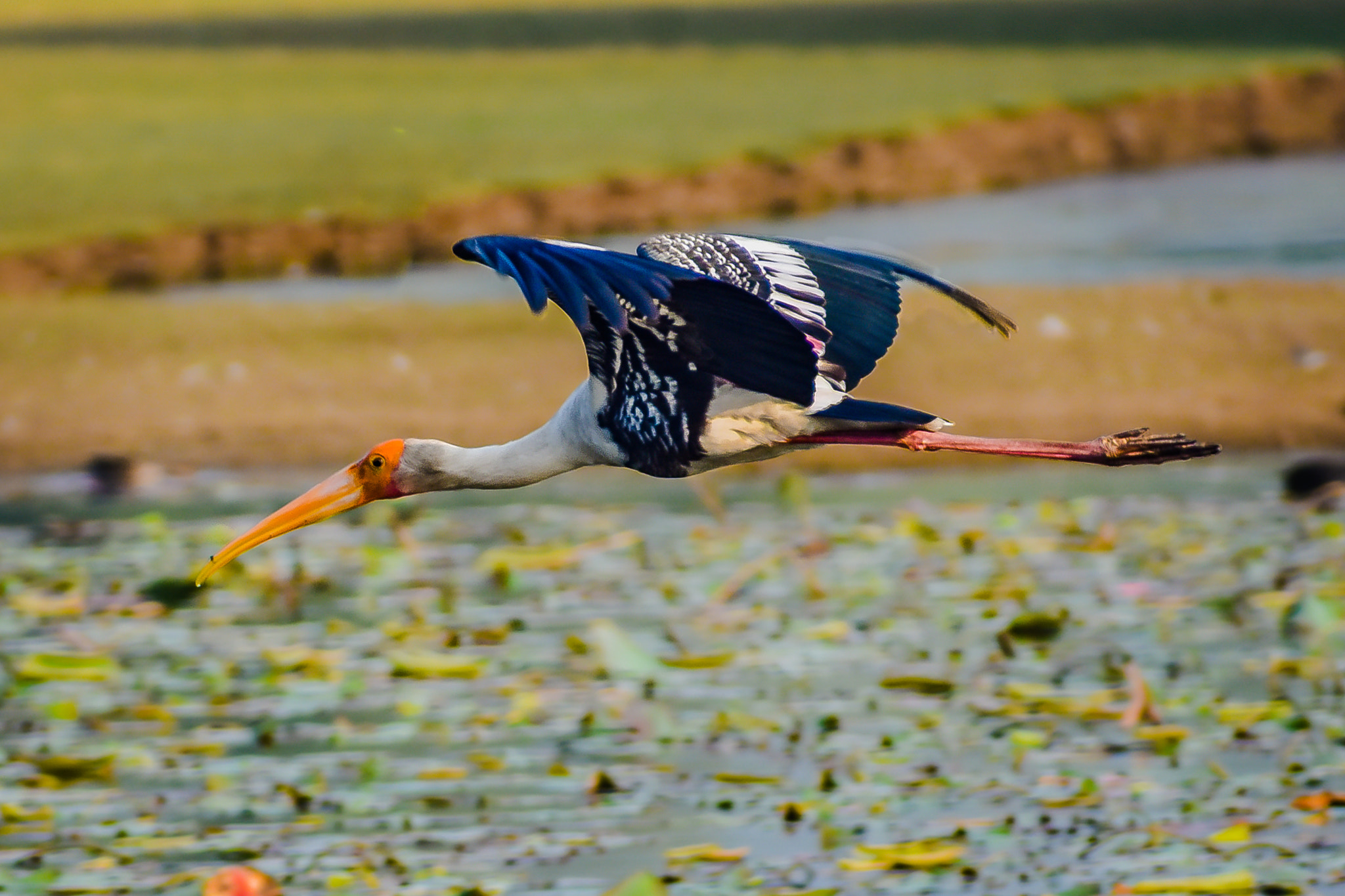 Nikon D3400 + Sigma 70-300mm F4-5.6 DG OS sample photo. Painted stork on flight photography