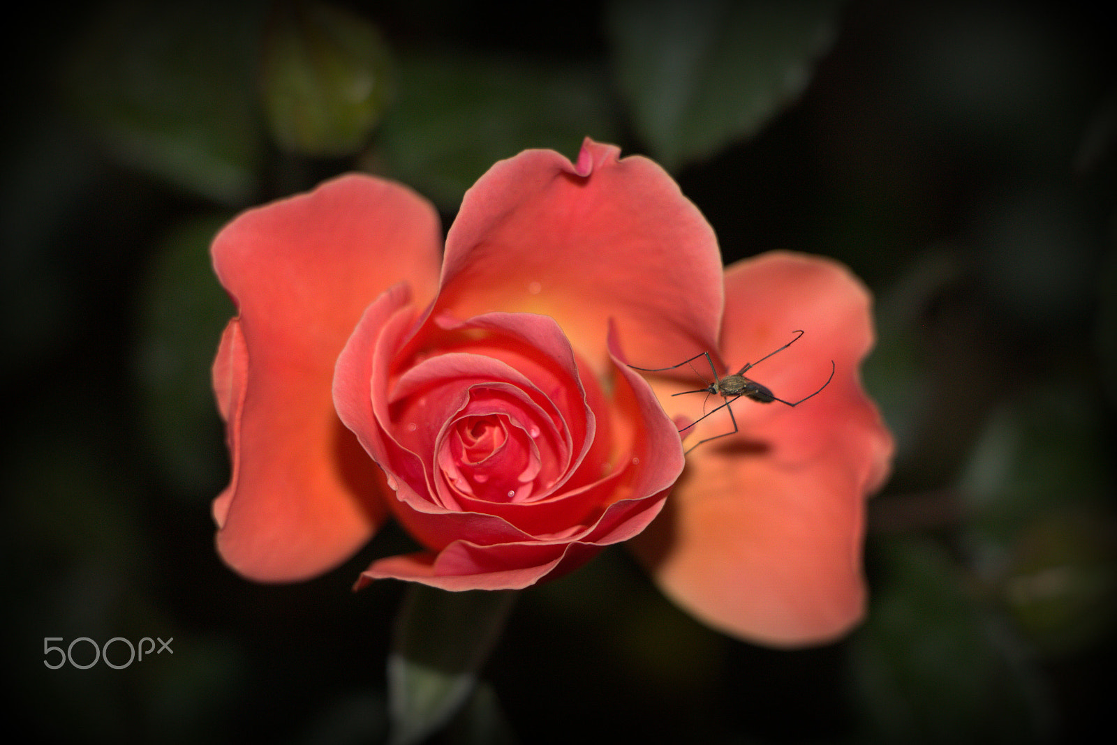 Canon EOS 700D (EOS Rebel T5i / EOS Kiss X7i) sample photo. Flowers photography