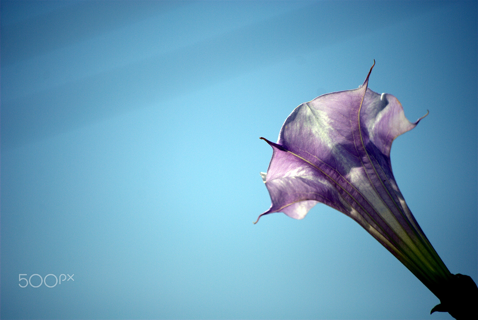 Nikon D60 sample photo. Flowers photography
