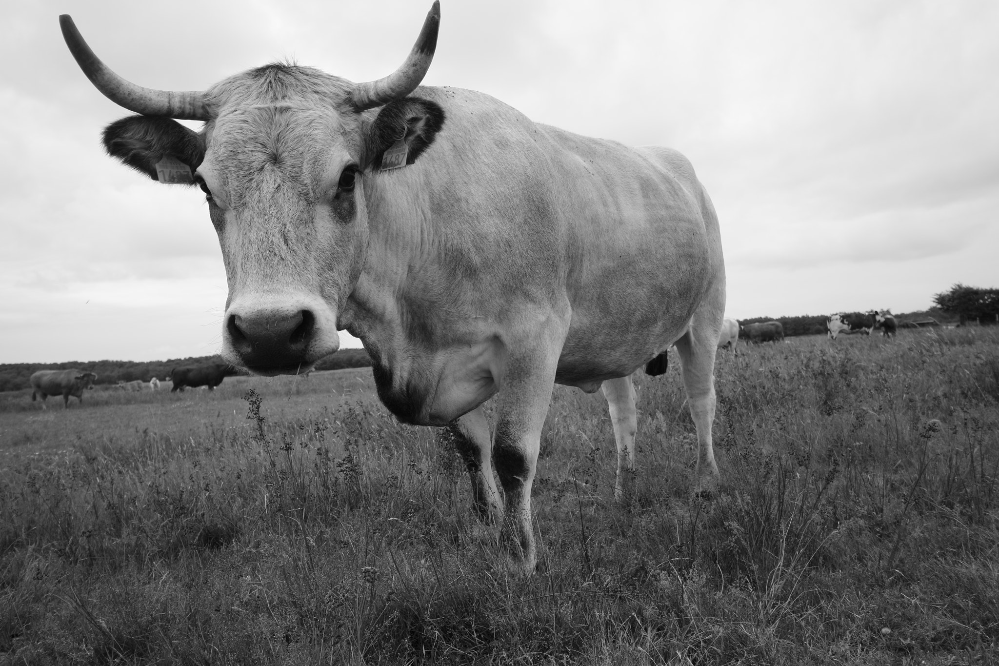 Canon EOS 70D sample photo. Cow horn photography