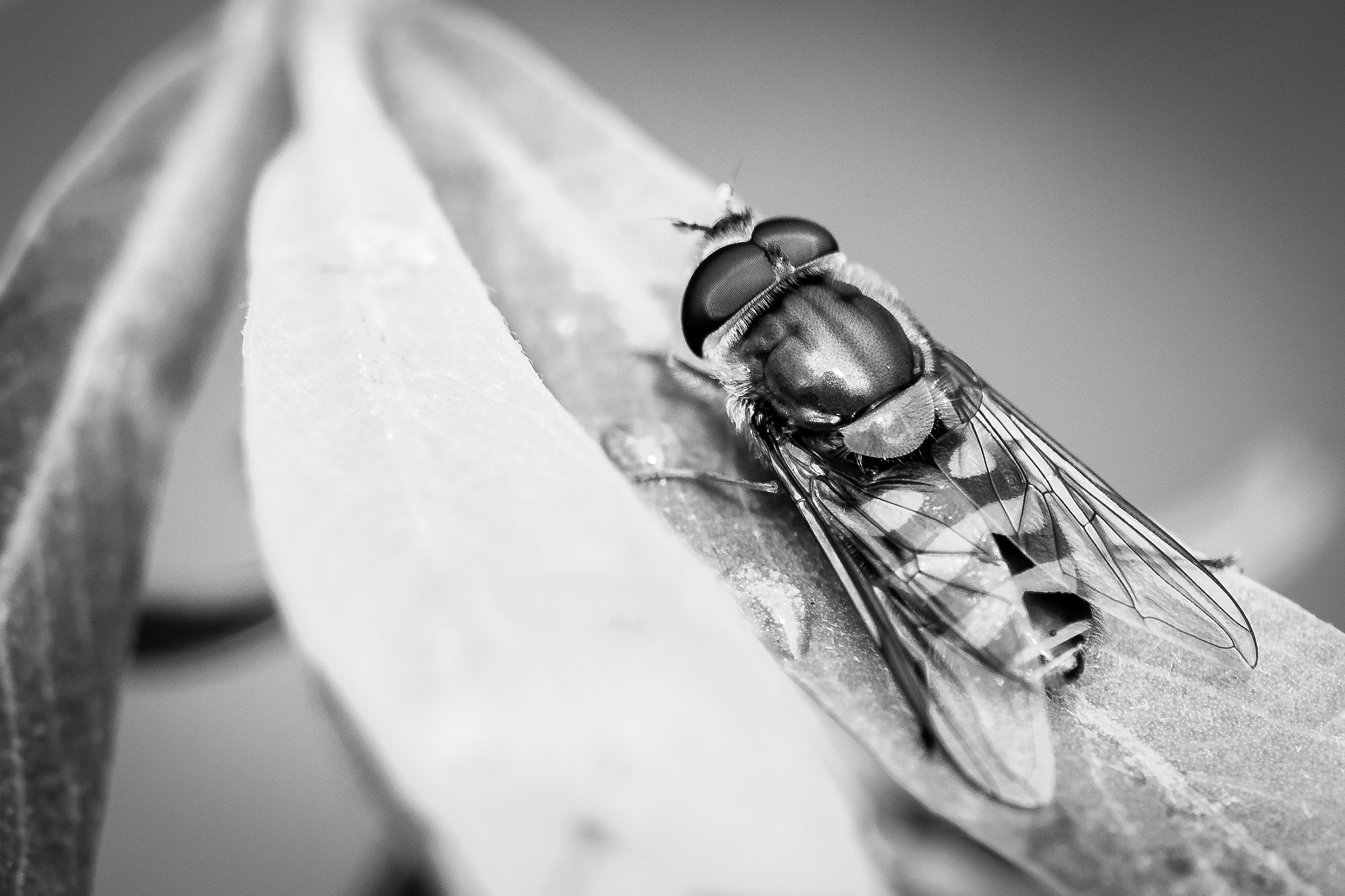Nikon AF-S Micro-Nikkor 105mm F2.8G IF-ED VR sample photo. Nach dem regen ii photography