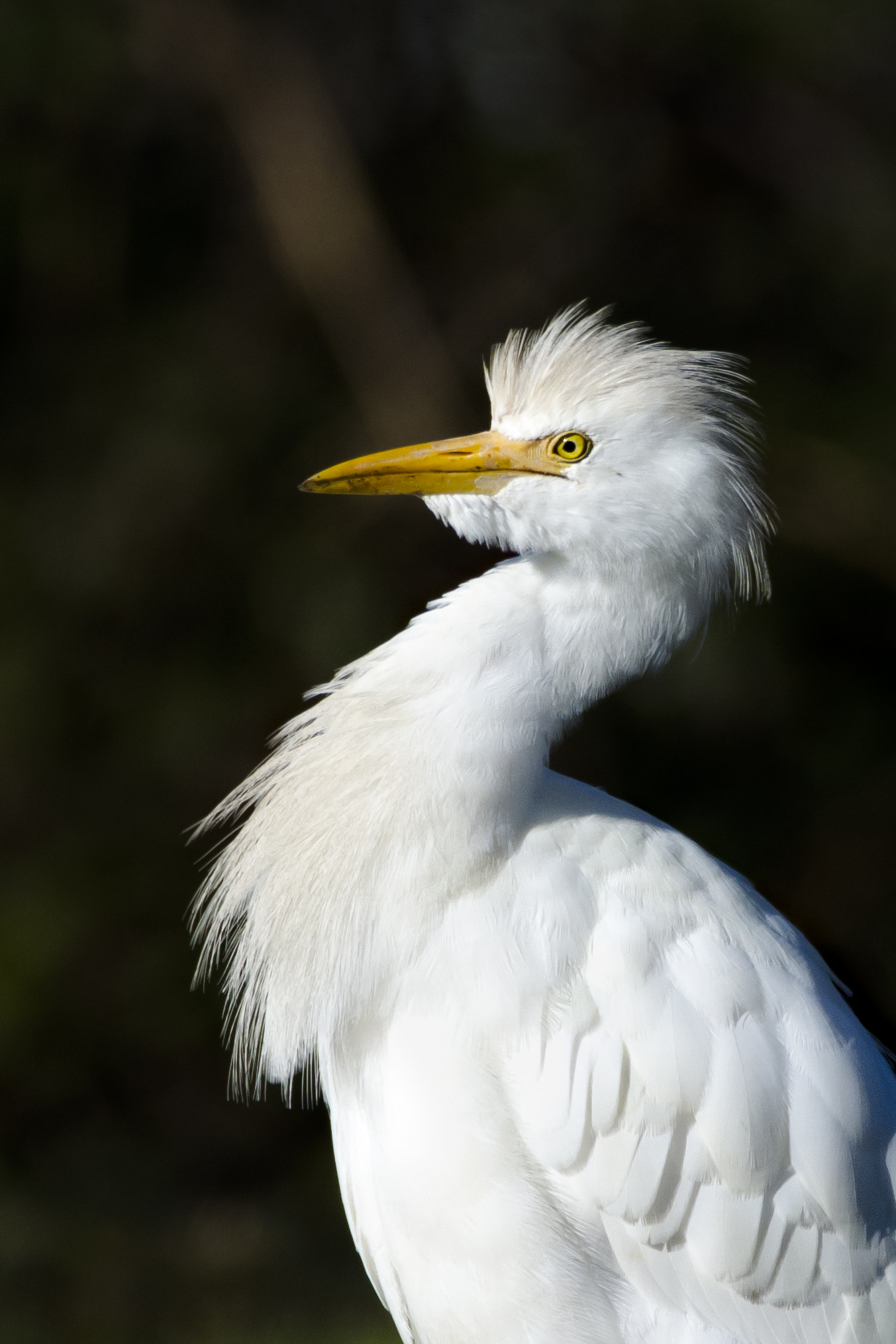 Nikon D7100 sample photo. Bubulcus ibis photography