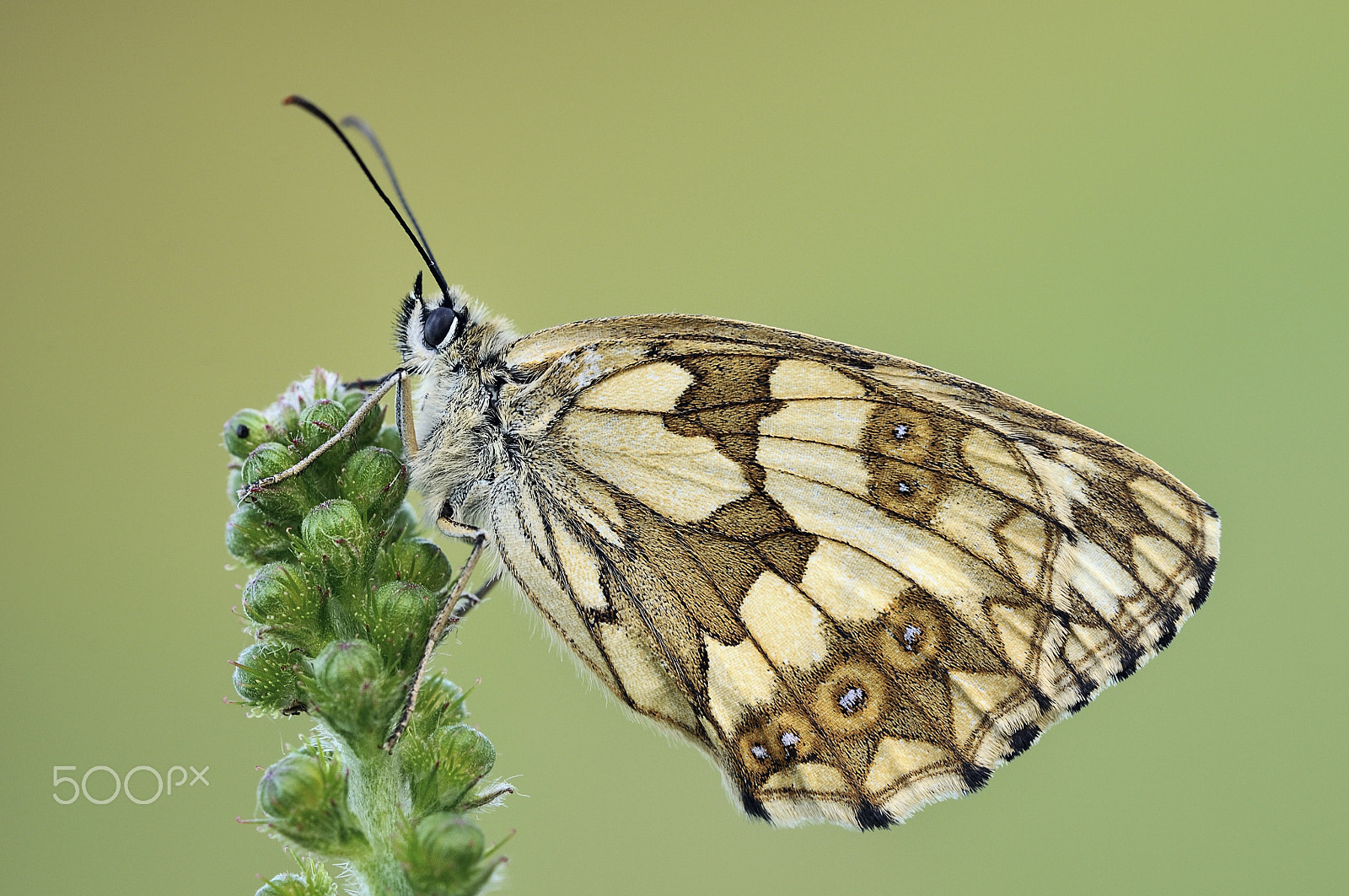 Sigma 150mm F2.8 EX DG Macro HSM sample photo. Schachbrett | melanargia galathea butterfly photography