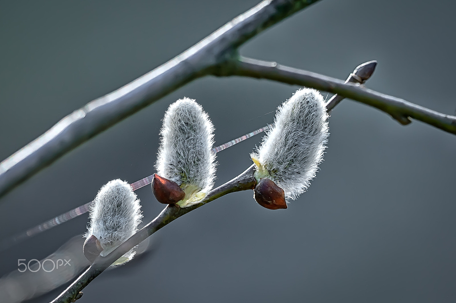 Sony a6500 sample photo. Weidenkkätzchen photography