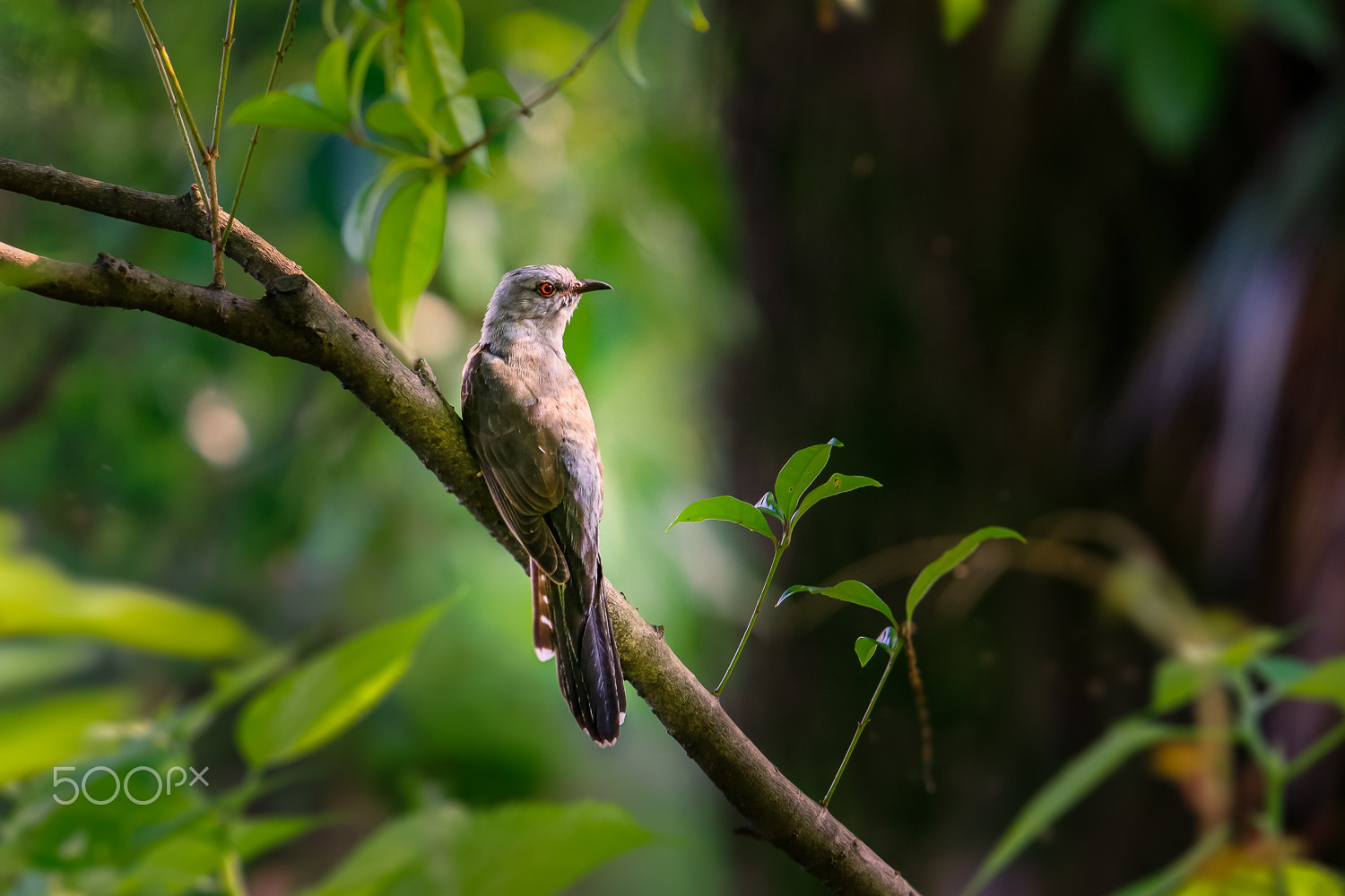 Canon EOS 5DS R sample photo. Indian cuckoo photography
