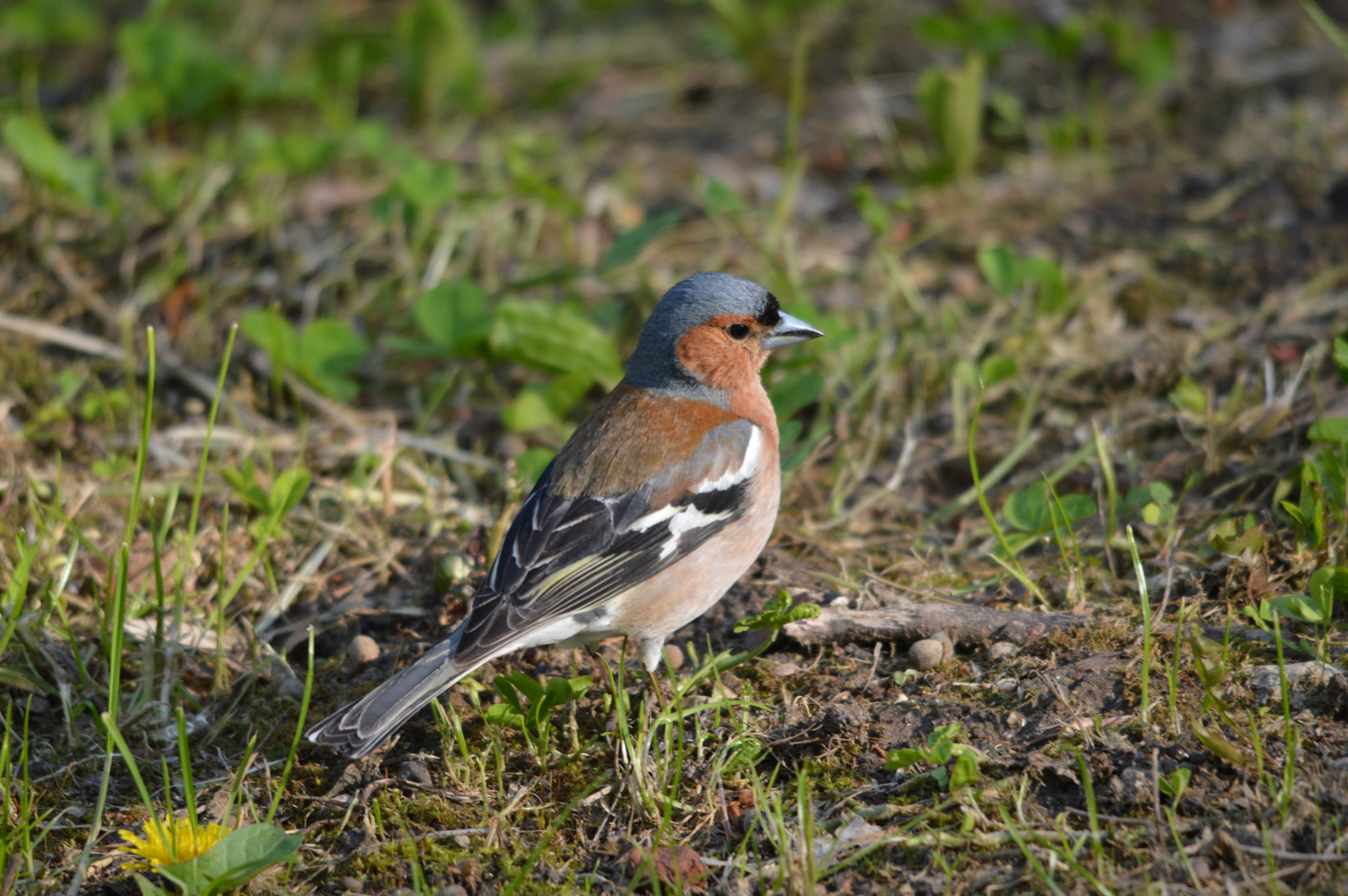 Sigma 150-500mm F5-6.3 DG OS HSM sample photo