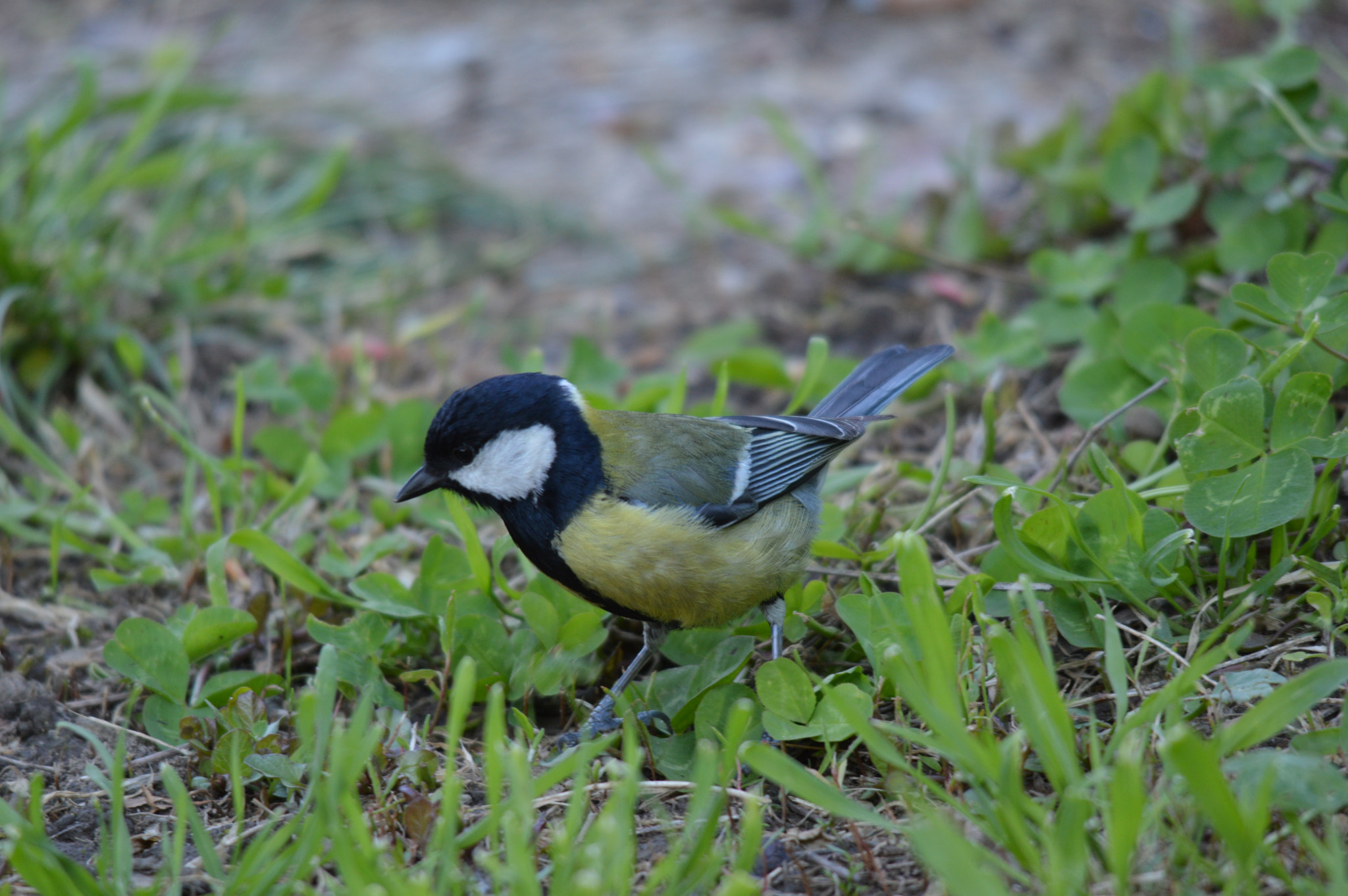Sigma 150-500mm F5-6.3 DG OS HSM sample photo
