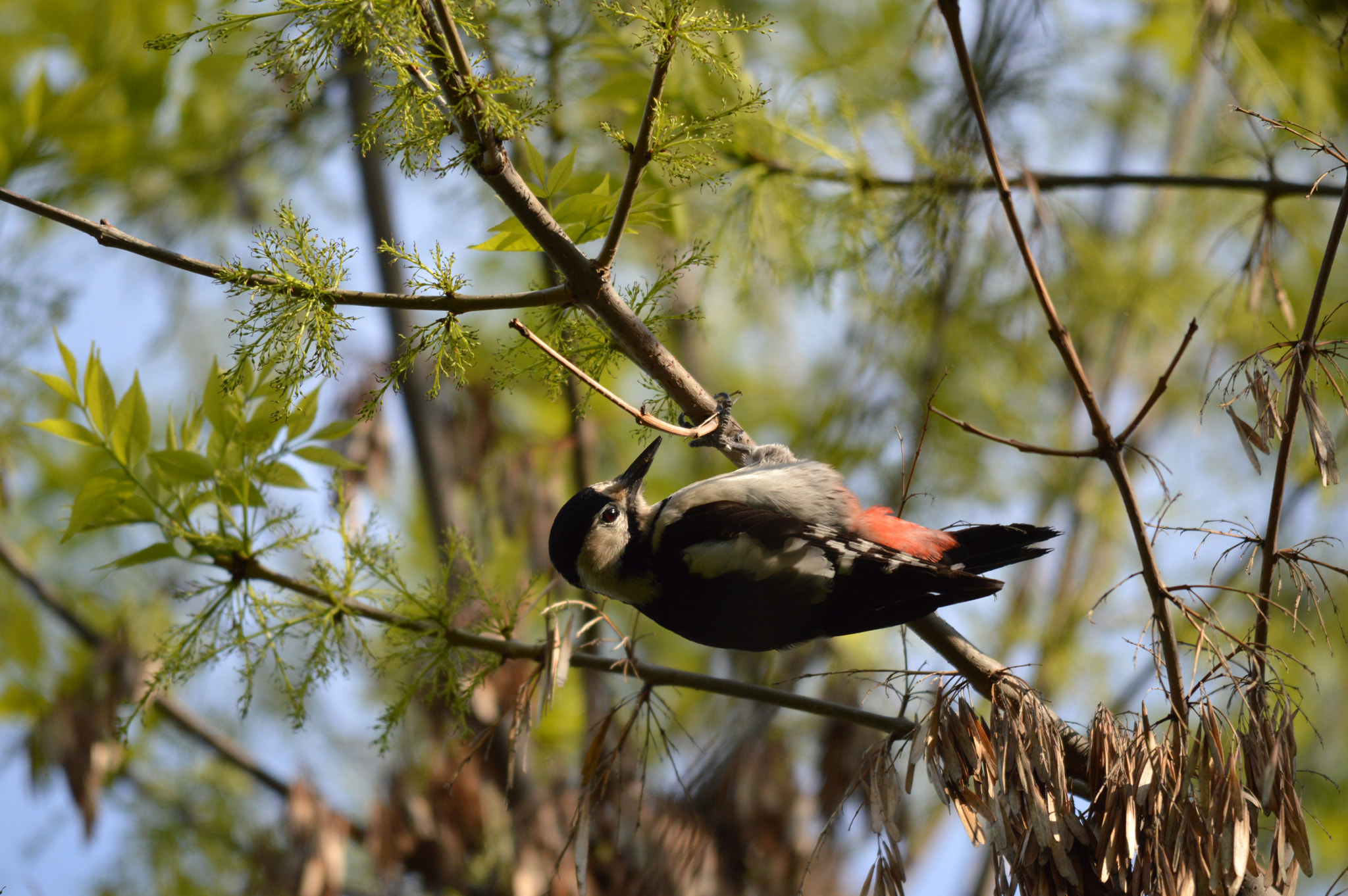 Nikon D3200 + Sigma 150-500mm F5-6.3 DG OS HSM sample photo. Woodpecker photography