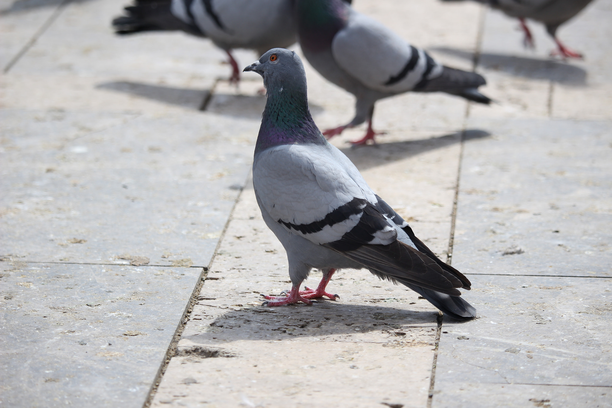 Canon EF-S 55-250mm F4-5.6 IS STM sample photo
