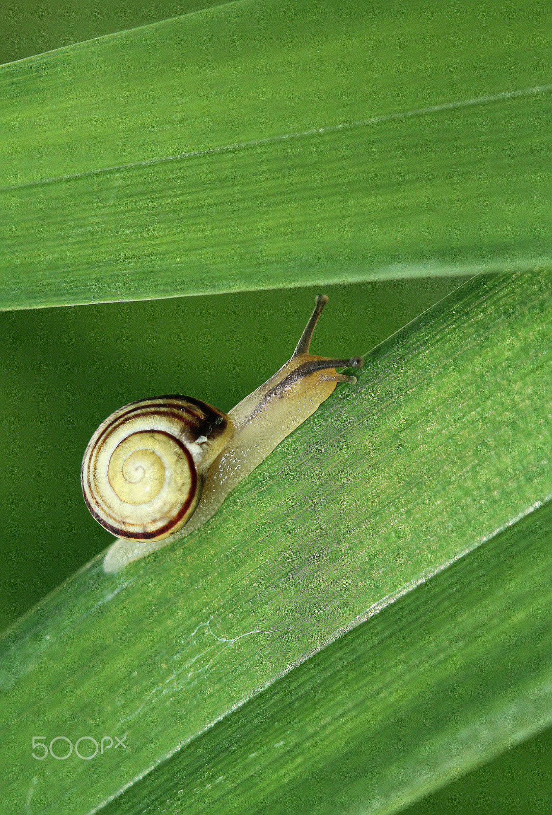 Canon EOS 7D sample photo. Snail snail show the horns photography