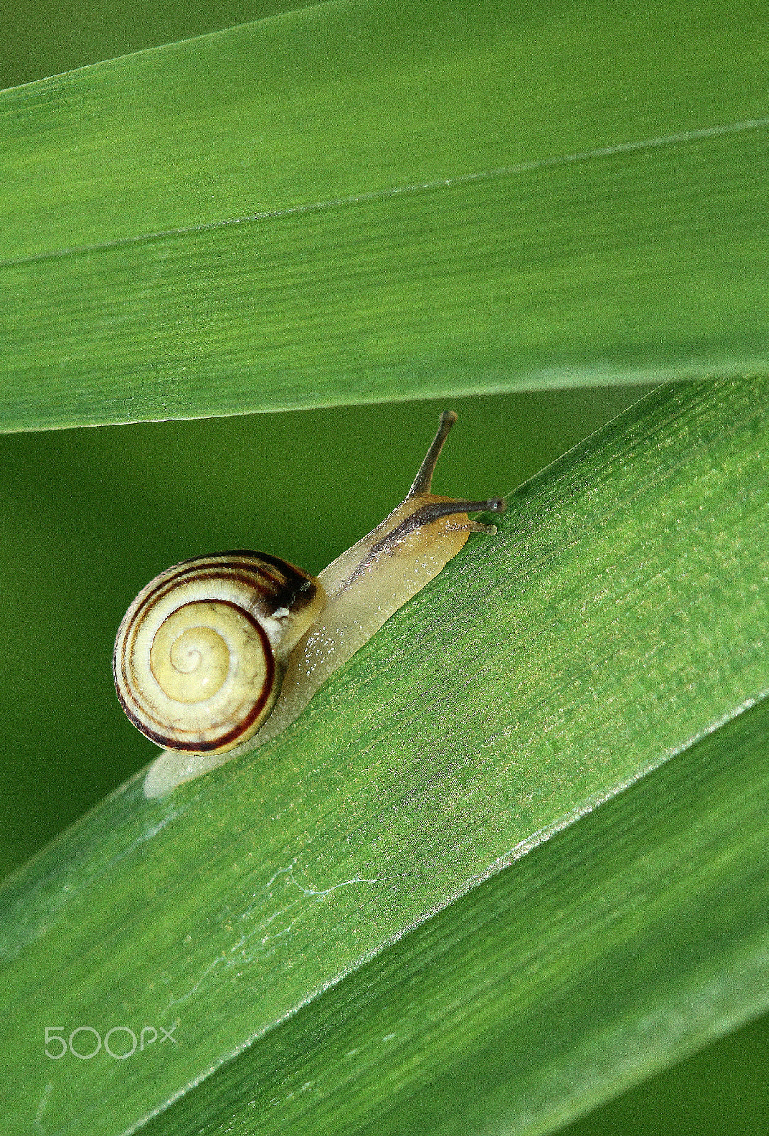 Canon EF 100mm F2.8 Macro USM sample photo. Snail snail show the horns photography