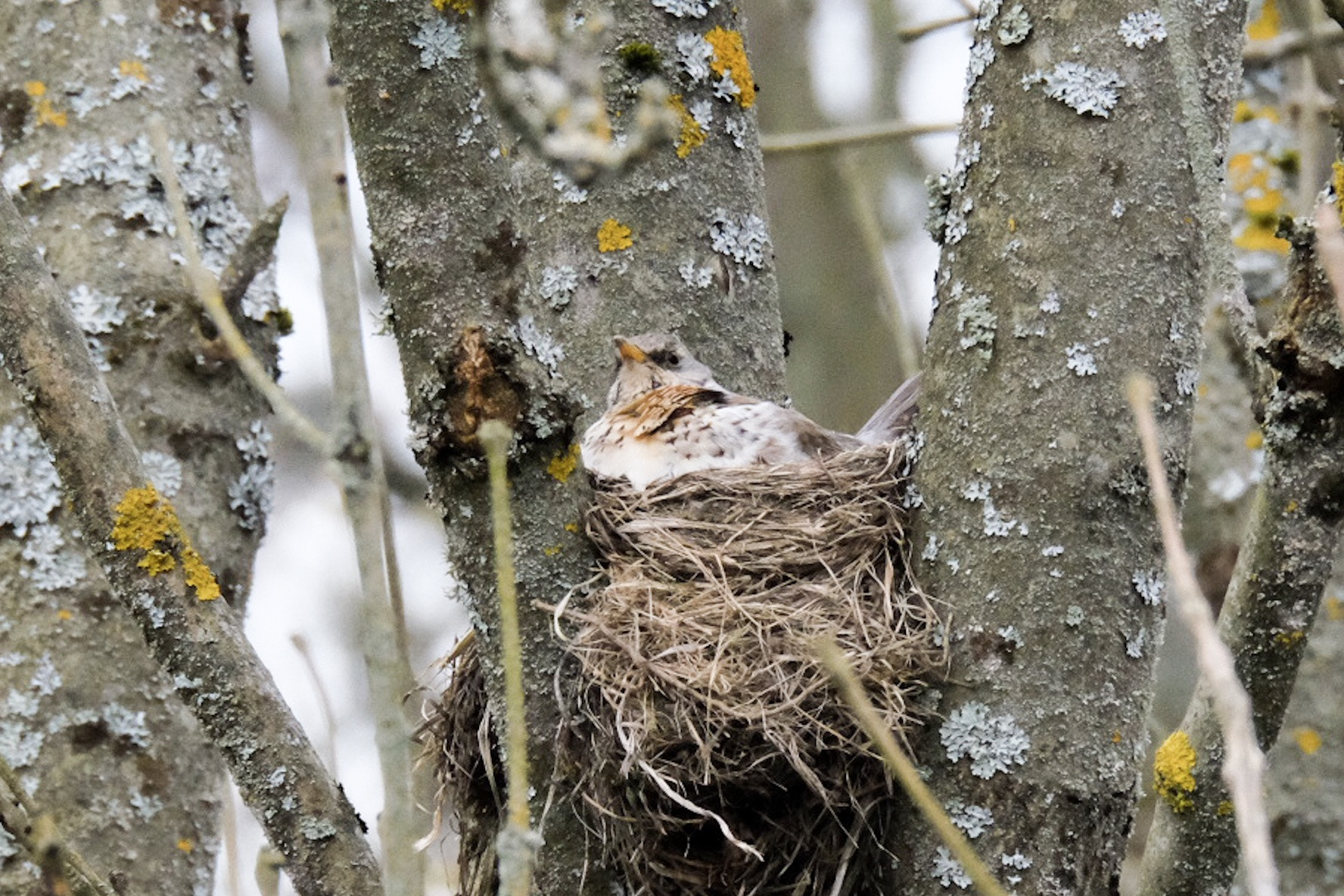 XF100-400mmF4.5-5.6 R LM OIS WR + 1.4x sample photo. Birds before my livingroom window. seen today. i think i will get some cool pics next weeks. photography