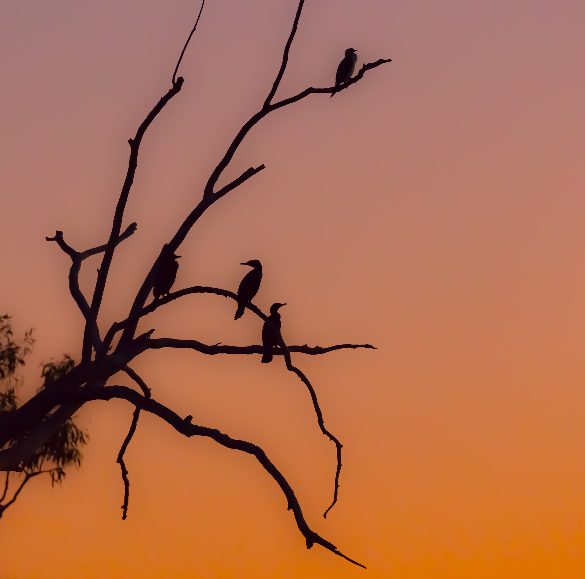 Canon EOS 5DS R sample photo. Sunset comerants photography