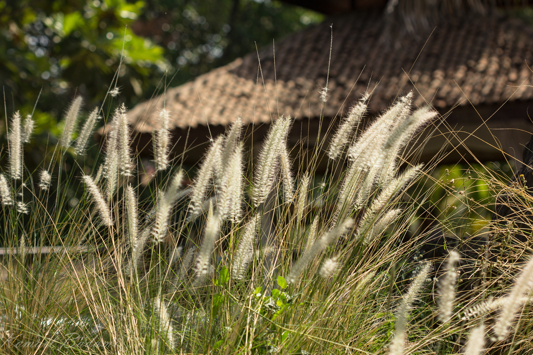 Canon EF 100mm F2.8 Macro USM sample photo. Malhar machi resort photography