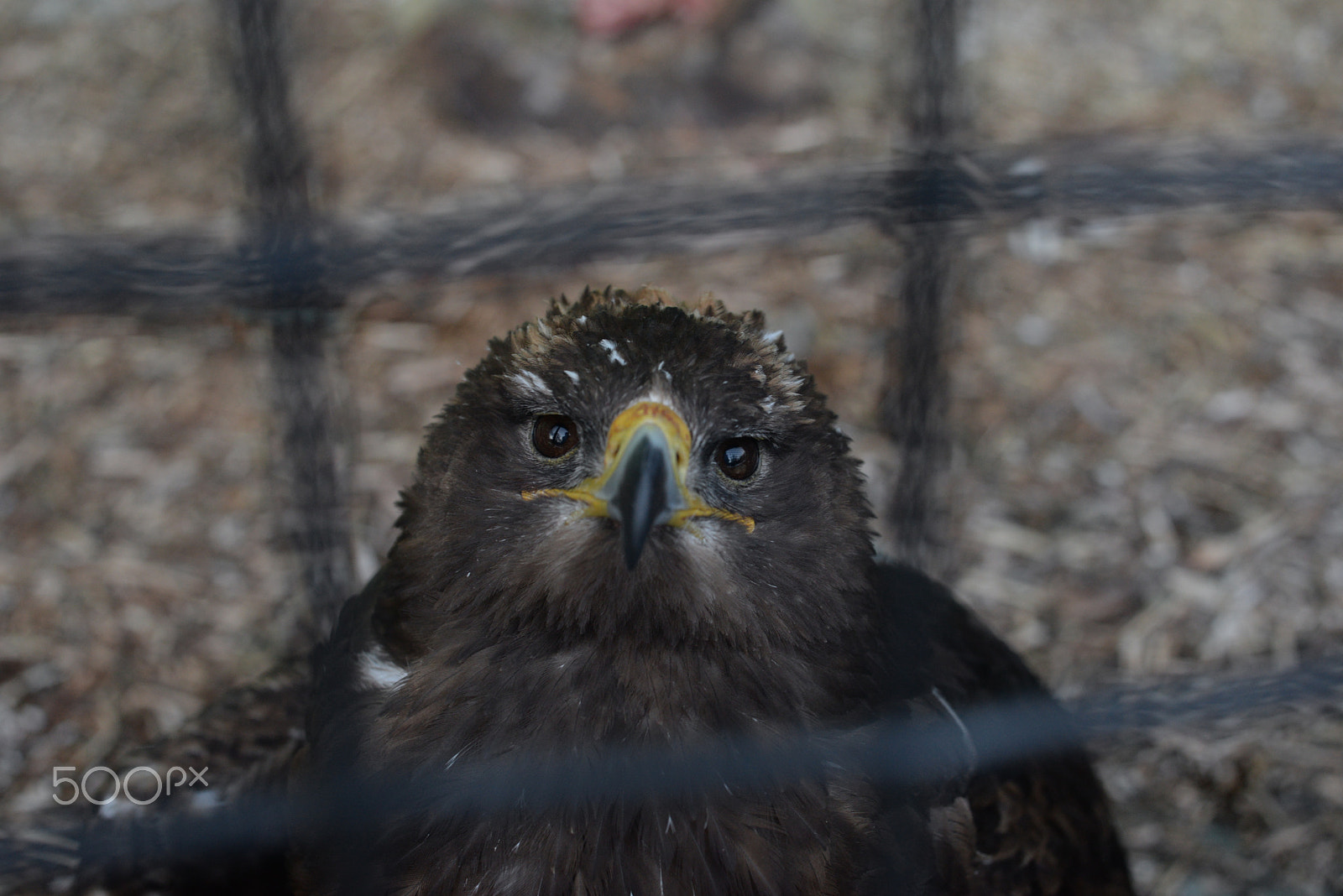 Manual Lens No CPU sample photo. Sight of unfreedom photography