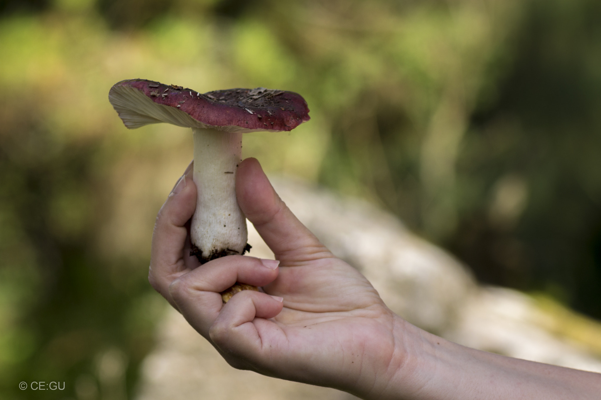 Nikon D3100 sample photo. Mushroom photography