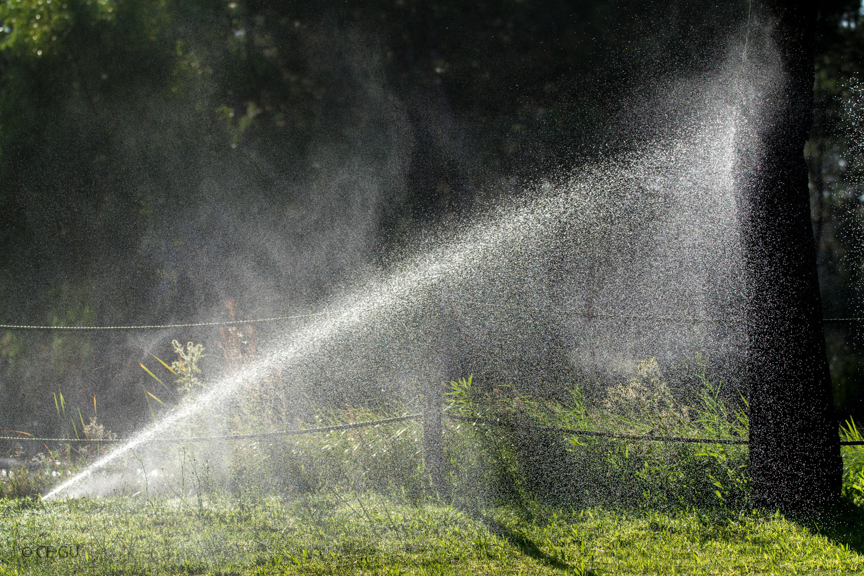 Nikon D7100 sample photo. Watering trees photography